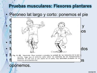 • Peroneo lat largo y corto: ponemos el pie
en flexión plantar y eversión.
• Gemelos y Soleo: Ponerse de puntas y
luego saltar y caer sobre los metatarsos
primero de un lado luego del otro.
• Musculo Flexor del dedo gordo
• Musculo flexor largo común de los dedos
• Musculo tibial posterior: llevar el pie a
flexión plantar e inversión mientras nos
oponemos.
Pruebas musculares: Flexores plantares
 