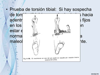 • Prueba de torsión tibial: Si hay sospecha
de torsión tibial (presencia de dedos hacia
adentro) se ubican los puntos óseos fijos
en los extremos de la tibia que deben
estar en rotación externa de 15°
normalmente , si hay torsión la línea
maleolar mirará directamente adelante.
 