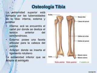 La extremidad superior está
formada por las tuberosidades
de la tibia: interna, externa y
anterior
• Interna: acá se encuentra el
canal por donde se desliza el
tendón anterior del
semitendinoso.
• Externa: posee una faceta
articular para la cabeza del
peroné
• Anterior: donde se inserta el
ligamento rotuliano
La extremidad inferior que se
adapta al astrágalo
Osteología Tibia
 