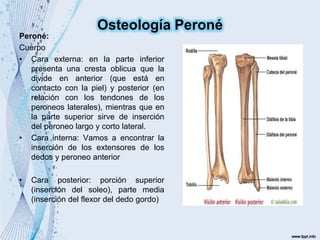 Peroné:
Cuerpo
• Cara externa: en la parte inferior
presenta una cresta oblicua que la
divide en anterior (que está en
contacto con la piel) y posterior (en
relación con los tendones de los
peroneos laterales), mientras que en
la parte superior sirve de inserción
del peroneo largo y corto lateral.
• Cara interna: Vamos a encontrar la
inserción de los extensores de los
dedos y peroneo anterior
• Cara posterior: porción superior
(inserción del soleo), parte media
(inserción del flexor del dedo gordo)
Osteología Peroné
 