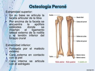 Extremidad superior:
• En su base se articula la
faceta articular de la tibia
• Por encima de la faceta se
encuentra la apófisis
estiloides donde se
insertan el ligamento
lateral externo de la rodilla
y el tendón inferior del
bíceps crural
Extremidad inferior:
• Formada por el maléolo
externo
• Cara externa en contacto
con la piel
• Cara interna se articula
con el astrágalo
Osteología Peroné
 