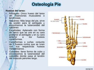 Huesos del tarso:
• Astrágalo: Único hueso del tarso
sin inserciones musculares o
tendinosas
• Calcáneo: Más largo del pie, sirve
de sostén para el astrágalo y
encontramos la tuberosidad del
calcáneo
• Escafoides: Aplanado con forma
de barco que se une en su cara
posterior al astrágalo y en su cara
anterior a los huesos
cuneiformes.
• Cuneiformes o cuñas: conjunto
de 3 huesos cortos que se unen
con sus respectivas huesos
metatarsianos .
• Cuboides: tiene forma de cubo y
encontramos la tuberosidad del
cuboides donde pasa el tendón
del musculo peroneo largo.
Osteología Pie
 