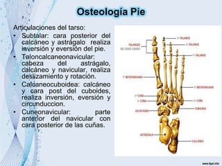 Articulaciones del tarso:
• Subtalar: cara posterior del
calcáneo y astrágalo realiza
inversión y eversión del pie.
• Taloncalcaneonavicular:
cabeza del astrágalo,
calcáneo y navicular, realiza
deslizamiento y rotación.
• Calcaneocuboidea: calcáneo
y cara post del cuboides,
realiza inversión, eversión y
circunduccion.
• Cuneonavicular: parte
anterior del navicular con
cara posterior de las cuñas.
Osteología Pie
 