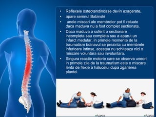 • Reflexele osteotendinoase devin exagerate, 
• apare semnul Babinski 
•  unele miscari ale membrelor pot fi reluate 
daca maduva nu a fost complet sectionata. 
• Daca maduva a suferit o sectionare 
incompleta sau completa sau a aparut un 
infarct medular, in primele momente de la 
traumatism bolnavul se prezinta cu membrele 
inferioare intinse, acestea nu schiteaza nici o 
miscare voluntara sau involuntara. 
• Singura reactie motorie care se observa uneori 
in primele zile de la traumatism este o miscare 
lenta de flexie a halucelui dupa zgarierea 
plantei. 
 