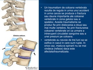 • Un traumatism de coloana vertebrala
rezulta de regula in urma unui accident
in urma caruia se produce o fractura
sau daune importante ale coloanei
vertebrale in zona gatului sau a
spatelui. Aceste traumatisme se
produc fie prin dislocarea a doua sau
mai multe vertebre, fie prin fracturarea
coloanei vertebrale ori ca urmare a
intreruperii circulatiei sangvine sau a
unei presiuni pe coloana.
• vertebrele au nevoie de trei luni sa se
osifice in cazul in care sunt rupte. In
orice caz, maduva spinarii nu se mai
vindeca (reface) daca este
afectata/traumatizata.
 