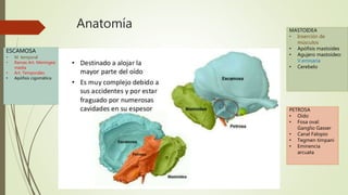 Anatomía
ESCAMOSA
• M. temporal
• Ramas Art. Meníngea
media
• Art. Temporales
• Apófisis cigomática
MASTOIDEA
• Inserción de
músculos
• Apófisis mastoides
• Agujero mastoideo:
V.emisaria
• Cerebelo
PETROSA
• Oido
• Fosa oval:
Ganglio Gasser
• Canal Falopio
• Tegmen timpani
• Eminencia
arcuata
 