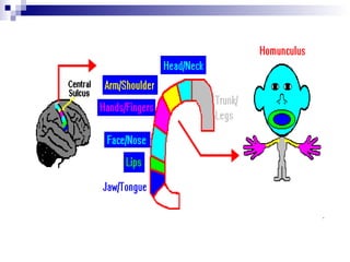 Traumatic Brain Injury and School Intervention | PPT