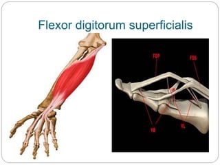 Flexor digitorum superficialis
 