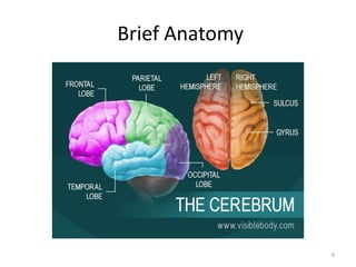 Brief Anatomy
6
 