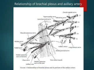Relationship of brachial plexus and axillary artery
 