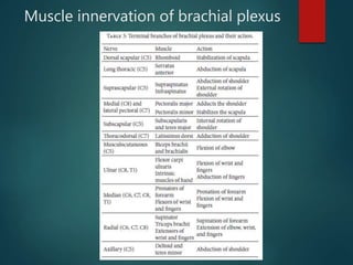 Muscle innervation of brachial plexus
 