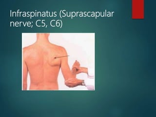 Infraspinatus (Suprascapular
nerve; C5, C6)
 