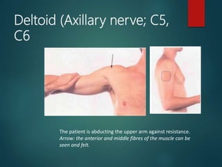 Deltoid (Axillary nerve; C5,
C6
The patient is abducting the upper arm against resistance.
Arrow: the anterior and middle fibres of the muscle can be
seen and felt.
 