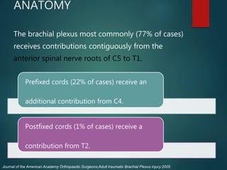 ANATOMY
The brachial plexus most commonly (77% of cases)
receives contributions contiguously from the
anterior spinal nerve roots of C5 to T1.
Prefixed cords (22% of cases) receive an
additional contribution from C4.
Postfixed cords (1% of cases) receive a
contribution from T2.
Journal of the American Academy Orthopaedic Surgeons;Adult traumatic Brachial Plexus injury;2005
 