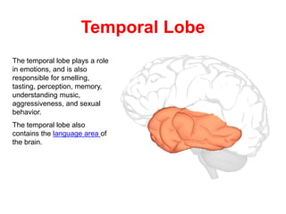 Temporal Lobe
The temporal lobe plays a role
in emotions, and is also
responsible for smelling,
tasting, perception, memory,
understanding music,
aggressiveness, and sexual
behavior.
The temporal lobe also
contains the language area of
the brain.
 