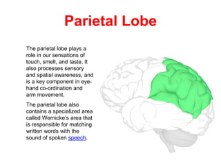 Parietal Lobe
The parietal lobe plays a
role in our sensations of
touch, smell, and taste. It
also processes sensory
and spatial awareness, and
is a key component in eye-
hand co-ordination and
arm movement.
The parietal lobe also
contains a specialized area
called Wernicke’s area that
is responsible for matching
written words with the
sound of spoken speech.
 