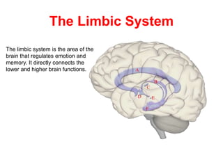 The Limbic System
The limbic system is the area of the
brain that regulates emotion and
memory. It directly connects the
lower and higher brain functions.
 