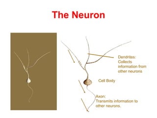 The Neuron
Dendrites:
Collects
information from
other neurons
Cell Body
Axon:
Transmits information to
other neurons.
 