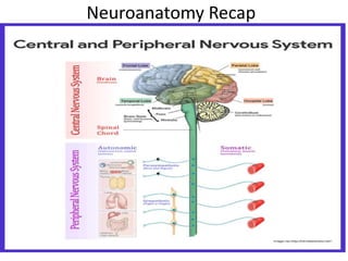 Neuroanatomy Recap
 