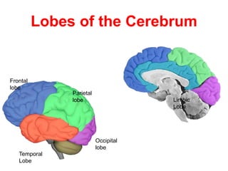 Lobes of the Cerebrum
Frontal
lobe
Parietal
lobe
Occipital
lobe
Temporal
Lobe
Limbic
Lobe
 