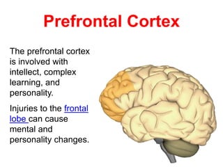 Prefrontal Cortex
The prefrontal cortex
is involved with
intellect, complex
learning, and
personality.
Injuries to the frontal
lobe can cause
mental and
personality changes.
 