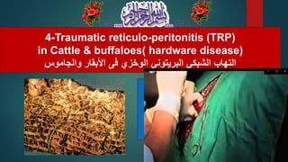 4-Traumatic reticulo-peritonitis (TRP)
in Cattle & buffaloes( hardware disease)
‫والجاموس‬ ‫األبقار‬ ‫فى‬ ‫الوخزي‬ ‫البريتوني‬ ‫الشبكي‬ ‫التهاب‬
 
