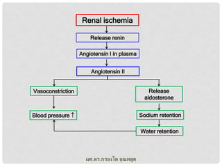 Renal ischemia
Release renin
Angiotensin I in plasma
Angiotensin II
Vasoconstriction

Release
aldosterone

Blood pressure 

Sodium retention
Water retention

ผศ.ดร.กรองได อุณหสูต

 