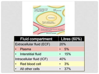 Fluid compartment

Litres (60%)

Extracellular fluid (ECF)
• Plasma

20%
• 5%

• Interstitial fluid
Intracellular fluid (ICF)
• Red blood cell
• All other cells

• 15%
40%
• 3%
• 37%

 
