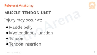 OrthoArena
Relevant Anatomy
MUSCLE–TENDON UNIT
Injury may occur at:
● Muscle belly
● Myotendinous junction
● Tendon
● Tendon insertion
6
 