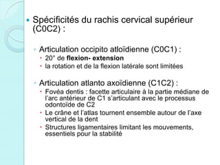  Spécificités du rachis cervical supérieur
(C0C2) :
◦ Articulation occipito atloïdienne (C0C1) :
 20° de flexion- extension
 la rotation et de la flexion latérale sont limitées
◦ Articulation atlanto axoïdienne (C1C2) :
 Fovéa dentis : facette articulaire à la partie médiane de
l’arc antérieur de C1 s’articulant avec le processus
odontoïde de C2
 Le crâne et l’atlas tournent ensemble autour de l’axe
vertical de la dent
 Structures ligamentaires limitant les mouvements,
essentiels pour la stabilité
 