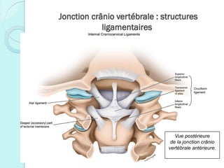 Jonction crânio vertébrale : structures
ligamentaires
Vue postérieure
de la jonction crânio
vertébrale antérieure.
 