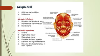 Traumatismo facial- final