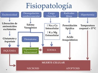 Fisiopatología
Excitoxicidad
Radicales
libres
Carga
Osmolar
Hipertermia
Desregulación
cerebrovascular
Liberación de
aminoácidos
excitatorios
Glutamato y
Aspartato
Peroxidación
lipídica
Acido
Araquidónico
↑ Na y Ca
Intracelular
↑ K y Mg
Extracelular
EDEMAHipertensión
Intracraneal
Temperatura
corporal > 37°C
Edema
Vasogénico
MUERTE CELULAR
NECROSIS APOPTOSIS
ISQUEMIA
Hematoma
 