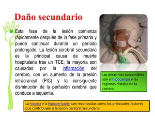 Daño secundario
Esta fase de la lesión comienza
rápidamente después de la fase primaria y
puede continuar durante un período
prolongado. La lesión cerebral secundaria
es la principal causa de muerte
hospitalaria tras un TCE; la mayoría son
causadas por la inflamación del
cerebro, con un aumento de la presión                Las áreas más susceptibles
                                                     son el hipocampo y las
intracraneal (PIC) y la consiguiente
                                                     regiones distales de la
disminución de la perfusión cerebral que             corteza
conduce a isquemia.
     La hipoxia y la hipoperfusión son reconocidas como los principales factores
     que contribuyen a la lesión cerebral secundaria.
 