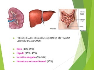 

FRECUENCIA DE ORGANOS LESIONADOS EN TRAUMA
CERRADO DE ABDOMEN:



Bazo (40%-55%)



Hígado (35%- 45%)



Intestino delgado (5%-10%)



Hematoma retroperitoneal (15%)

 