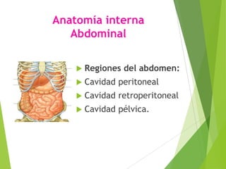 Anatomía interna
Abdominal


Regiones del abdomen:



Cavidad peritoneal



Cavidad retroperitoneal



Cavidad pélvica.

 