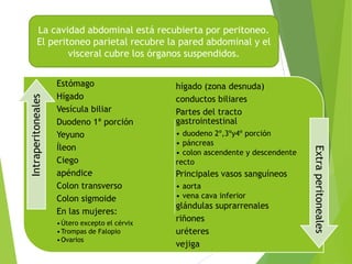 Estómago
Hígado
Vesícula biliar
Duodeno 1ª porción
Yeyuno
Íleon
Ciego
apéndice
Colon transverso
Colon sigmoide
En las mujeres:
• Útero excepto el cérvix
• Trompas de Falopio
• Ovarios

hígado (zona desnuda)
conductos biliares
Partes del tracto
gastrointestinal
• duodeno 2º,3ºy4º porción
• páncreas
• colon ascendente y descendente
recto

Principales vasos sanguíneos
• aorta
• vena cava inferior

glándulas suprarrenales
riñones
uréteres
vejiga

Extra peritoneales

Intraperitoneales

La cavidad abdominal está recubierta por peritoneo.
El peritoneo parietal recubre la pared abdominal y el
visceral cubre los órganos suspendidos.

 