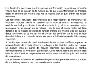 Los fascículos nerviosos que transportan la información de posición, vibración
y tacto fino no se cruzan en la médula por lo que esta información se traslada
hasta el cerebro del mismo lado de la médula por el que entran las raíces
nerviosas.
Los fascículos nerviosos descendentes son responsables de transportar los
impulsos motores desde el cerebro hasta todo el cuerpo atravesando la
médula espinal y controlan todo el movimiento y el tono muscular, estos
fascículos no se cruzan en la médula por lo que el tracto motor del lado
derecho de la médula controlan la función motora del mismo lado del cuerpo.
Estos fascículos si se cruzan en el tronco del encéfalo por lo que el lado
derecho del cerebro controla la función motora del lado izquierdo del cuerpo y
viceversa.
A medida que la médula continúa descendiendo se van ramificando pares de
nervios desde ella a cada vértebra que llegan a las distintas partes del cuerpo.
La médula tiene 31 pares de nervios espinales que reciben el nombre
correspondiente al nivel en el que surgen. Cada nervio posee 2 raíces en cada
lado, la raíz dorsal es responsable de los impulsos sensitivos y la raíz ventral
de los motores.
Los estímulos atraviesan el cerebro y llegan a cada parte del cuerpo a través
de la médula y de cada par concreto de estos nervios.
 