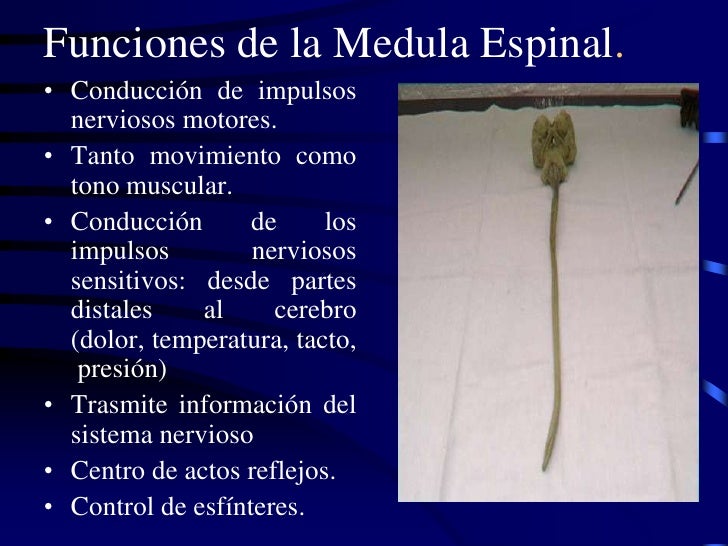 Traumatismo de columna vertebral y medula espinal