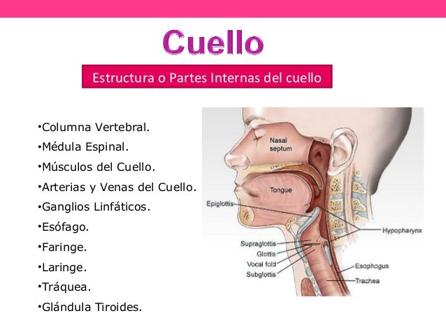 Que de las medicinas calmar el dolor de la hernia de la espalda