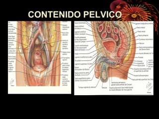 CONTENIDO PELVICO
 