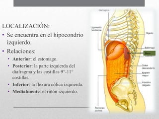 LOCALIZACIÓN:
• Se encuentra en el hipocondrio
izquierdo.
• Relaciones:
• Anterior: el estomago.
• Posterior: la parte izquierda del
diafragma y las costillas 9°-11°
costillas.
• Inferior: la flexura cólica izquierda.
• Medialmente: el riñón izquierdo.

Bazo

 