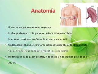  El bazo es una glándula vascular sanguínea
 Es el segundo órgano más grande del sistema retículo-endotelial
 Es de color rojo vinoso, con forma de un gran grano de café
 Su dirección es oblicua, eje mayor se inclina de arriba abajo, de atrás adelante
y de dentro afuera. Con una cisura medial en su cara interna
 Su dimensión es de 11 cm de largo, 7 de ancho y 4 de espesor, pesa de 80 a
300 grs
 
