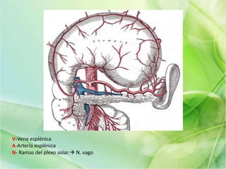 V-Vena esplénica
A-Arteria esplénica
N- Ramas del plexo solar. N. vago
 