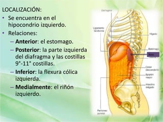 LOCALIZACIÓN:
• Se encuentra en el
hipocondrio izquierdo.
• Relaciones:
– Anterior: el estomago.
– Posterior: la parte izquierda
del diafragma y las costillas
9°-11° costillas.
– Inferior: la flexura cólica
izquierda.
– Medialmente: el riñón
izquierdo.
Bazo
 