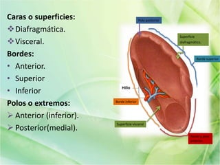Caras o superficies:
Diafragmática.
Visceral.
Bordes:
• Anterior.
• Superior
• Inferior
Polos o extremos:
 Anterior (inferior).
 Posterior(medial).
Polo posterior
Superficie
diafragmática.
Superficie visceral
Borde superior
Borde y polo
anterior.
Borde inferior
Hilio
 