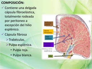 COMPOSICIÓN:
 Contiene una delgada
cápsula fibroelástica,
totalmente rodeada
por peritoneo a
excepción del hilio
esplénico.
 Cápsula fibrosa
Trabéculas.
Pulpa esplénica.
• Pulpa roja.
• Pulpa blanca.
Cápsula
Fibroelástica.
Hilio
Pulpa
esplénica
Trabéculas
esplénicas
Peritoneo
visceral.
 