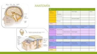 ANATOMÍA
Piel
Cuero
cabelludo
Piel
Tej.
conjuntivo
Hemorragia Shock
Aponeurosis
Hematoma galeal
Periostio
Cráneo
Espacio
epidural
Arterias
meníngeas
Hematoma
epidural (A/V)
Fosa temporal
(AMM)
Deterioro
y muerte
Duramadre Hoja parietal
Senos venosos Hemorragias
Hoja visceral
Espacio
subdural
Puentes
venosos
Hematoma
subdural
Aracnoides
Espacio
subaracnoid
eo
LCE o LCR Amortiguador Hemorragia
subaracnoidea
Lesión de la
base del cráneo
Piamadre
Cerebro
 