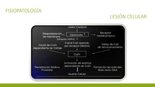 FISIOPATOLOGÍA
LESIÓN CELULAR
 