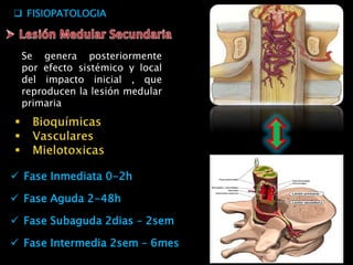  FISIOPATOLOGIA
Se genera posteriormente
por efecto sistémico y local
del impacto inicial , que
reproducen la lesión medular
primaria
 Fase Inmediata 0-2h
 Fase Aguda 2-48h
 Fase Subaguda 2dias – 2sem
 Fase Intermedia 2sem – 6mes
 